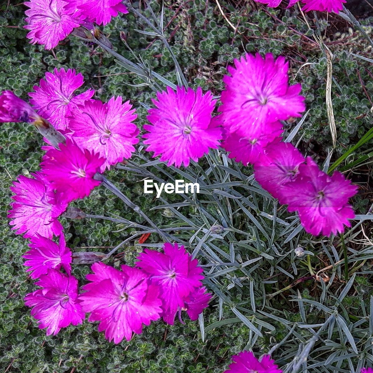 HIGH ANGLE VIEW OF PINK FLOWERS ON PLANT