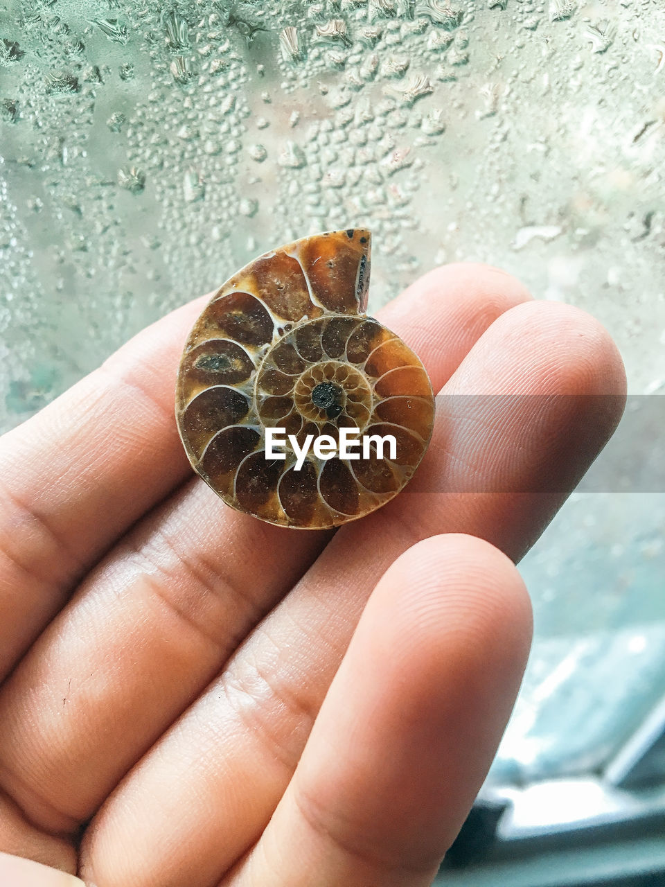 Cropped hand holding seashell against wet window