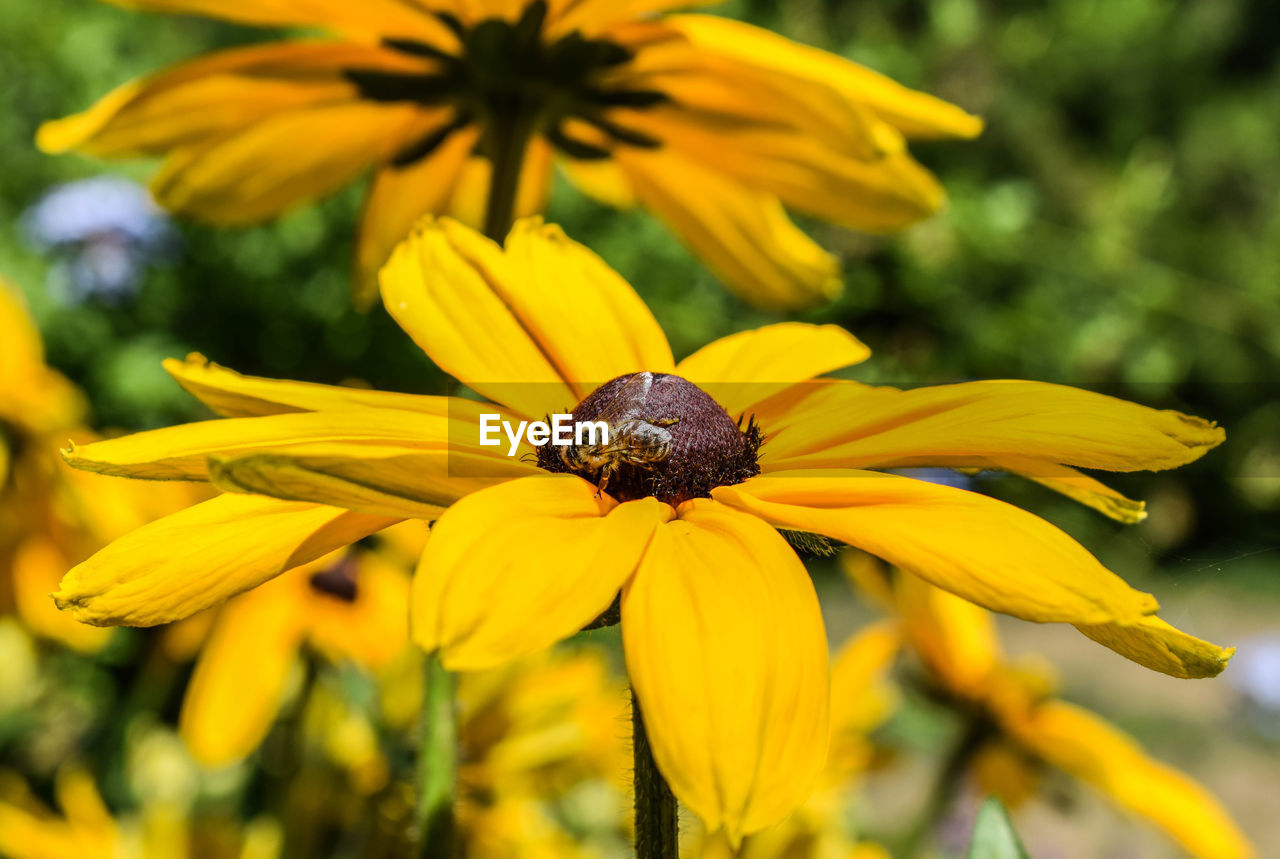 CLOSE-UP OF HONEY BEE ON YELLOW FLOWER