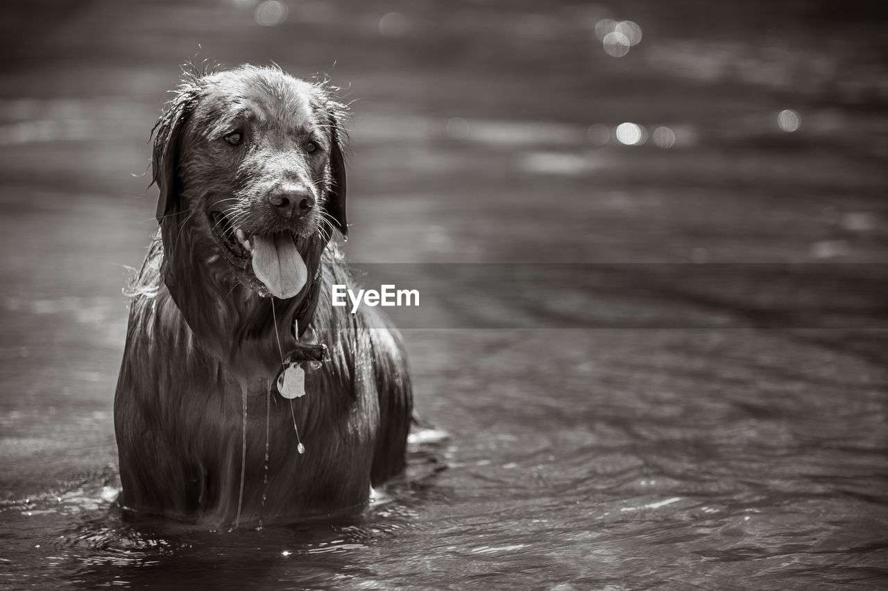 CLOSE-UP PORTRAIT OF WET DOG