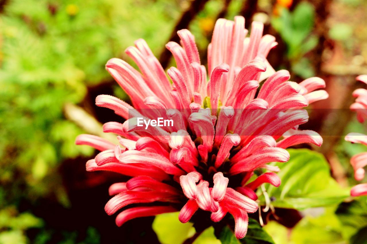 Close-up of red flower growing on field