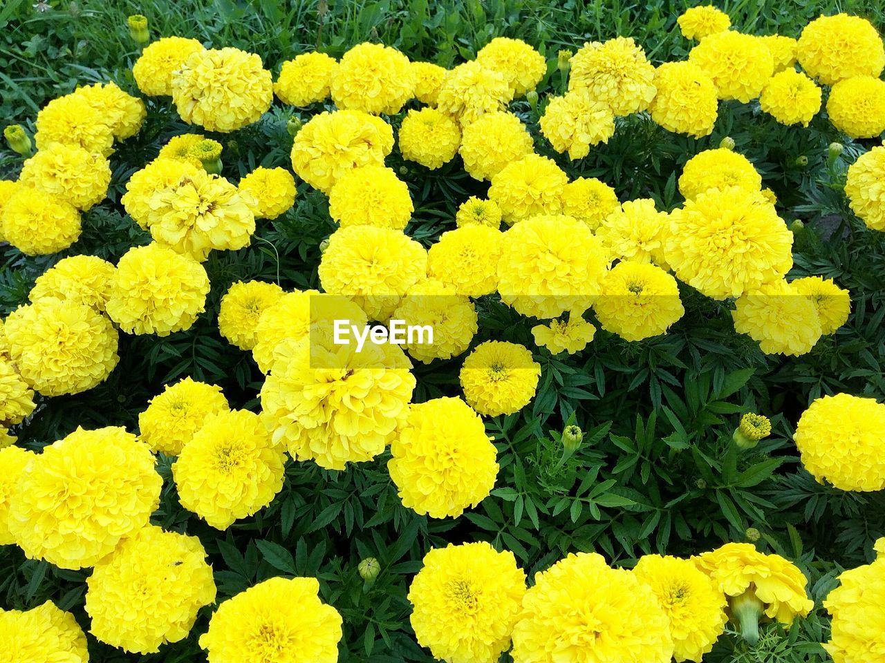 High angle view of yellow marigolds blooming outdoors