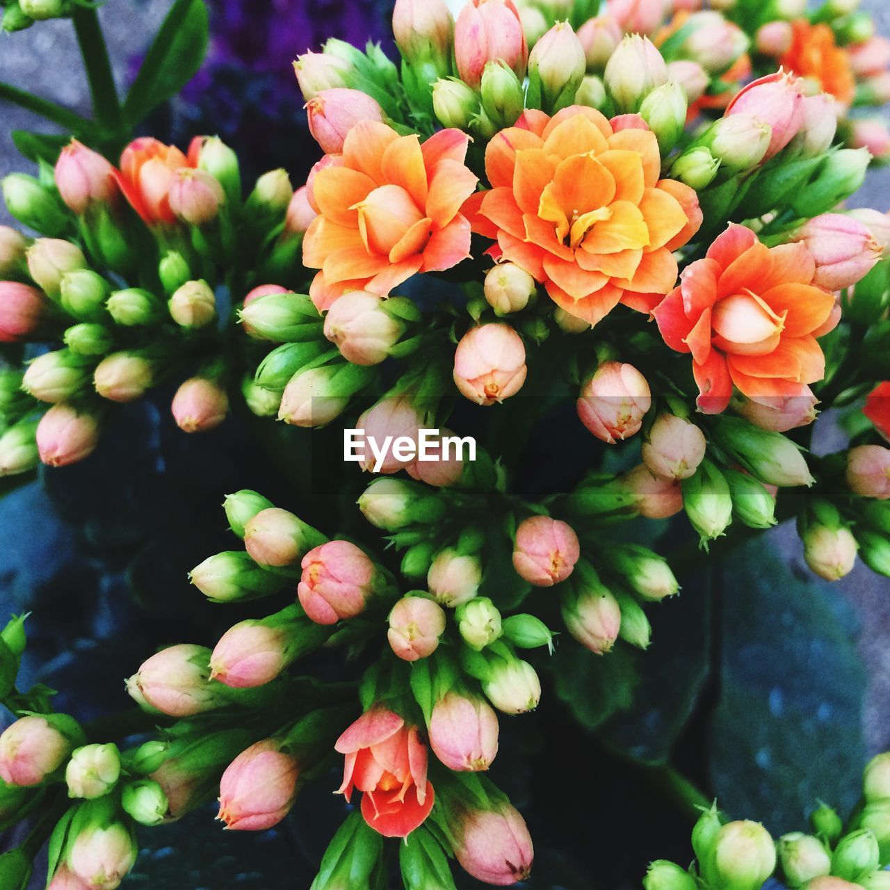 CLOSE-UP OF PINK FLOWERS BLOOMING OUTDOORS