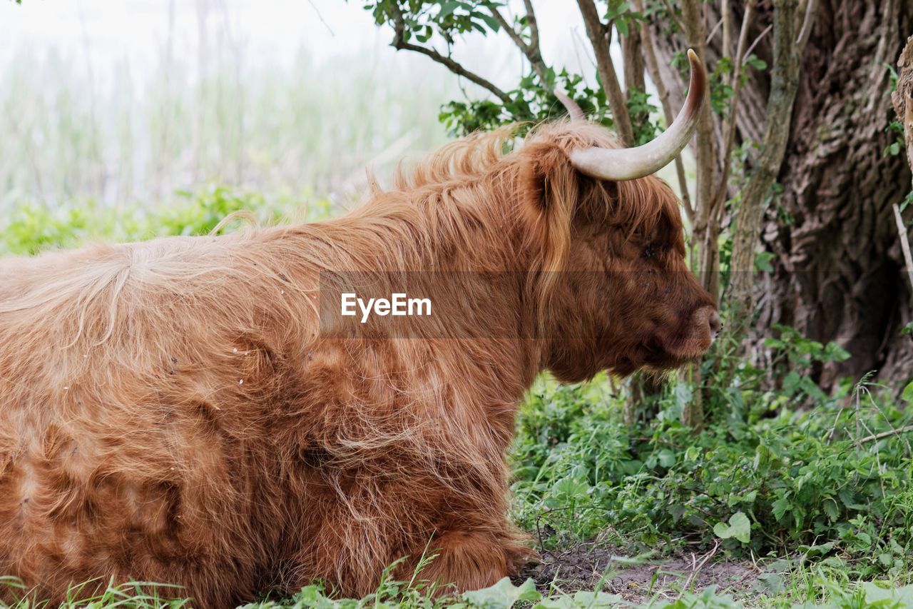 Highland cattle on field