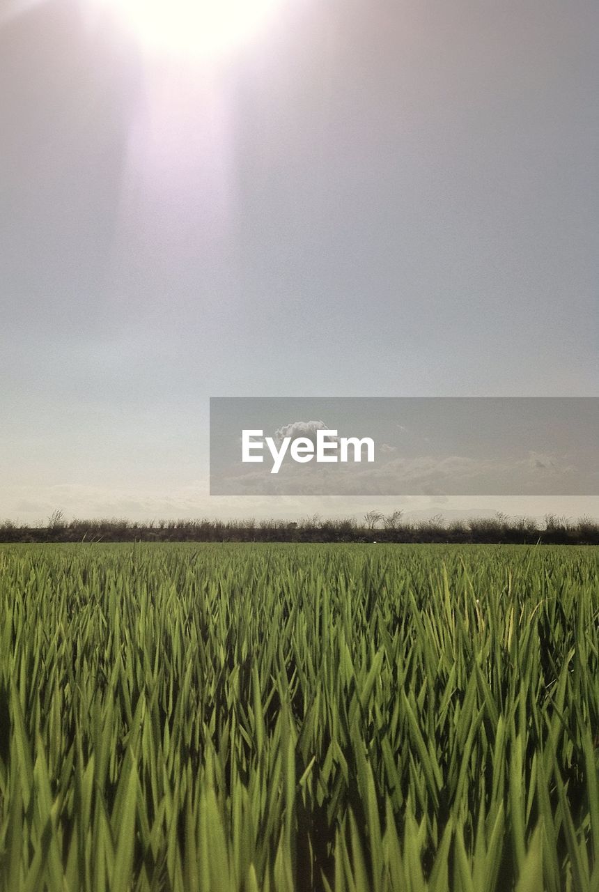 Scenic view of wheat field against sky