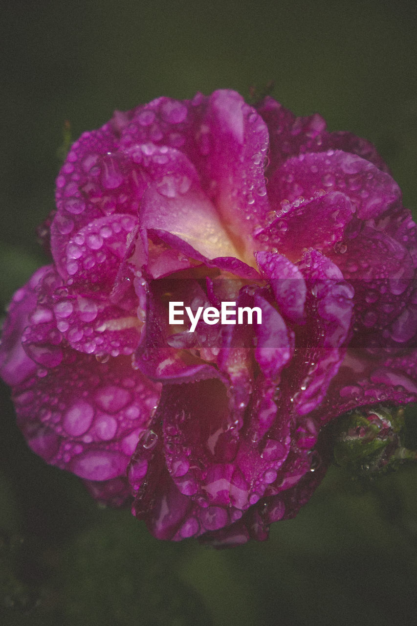 Close-up of wet purple rose blooming outdoors