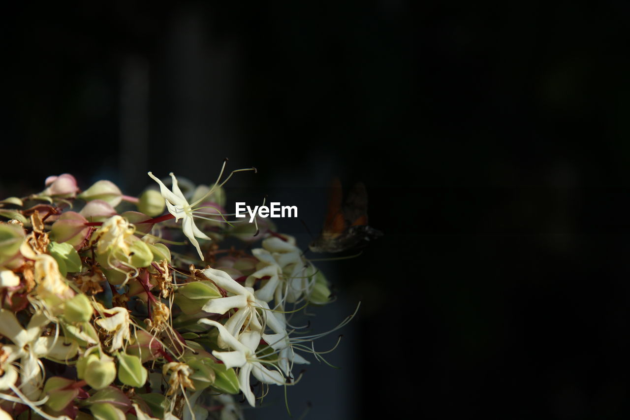 CLOSE-UP OF INSECT ON PLANTS