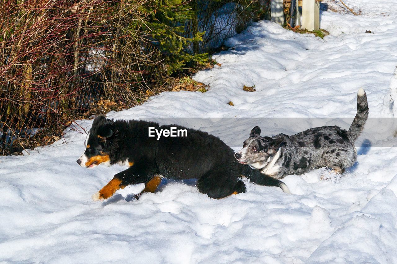 Dog playing in the snow 