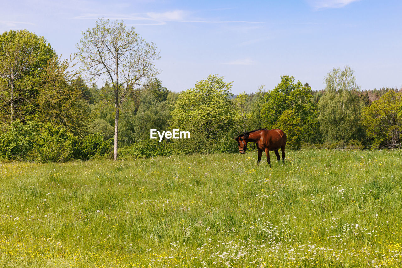 Horse on a summer meadow with wild flowers