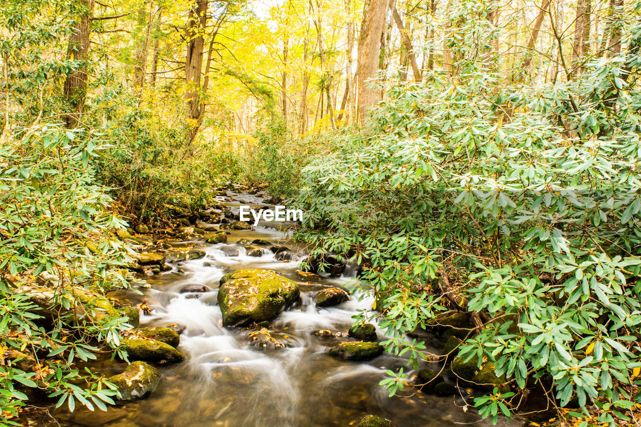 Stream flowing amidst trees in forest