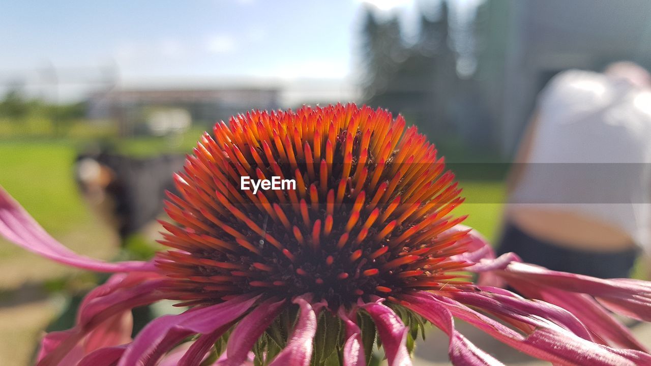 Close-up of coneflower blooming outdoors