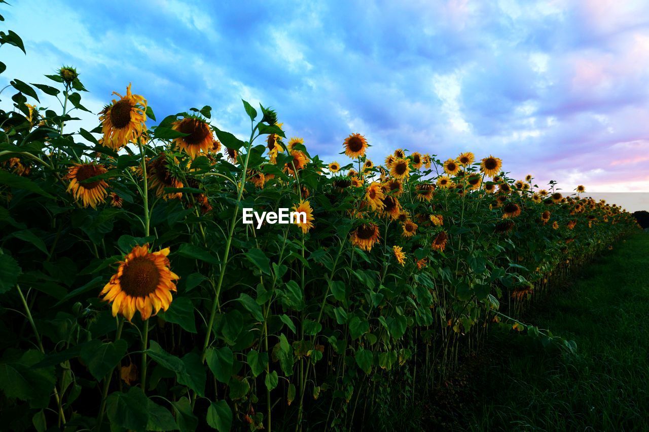 SUNFLOWER FIELD AGAINST SKY