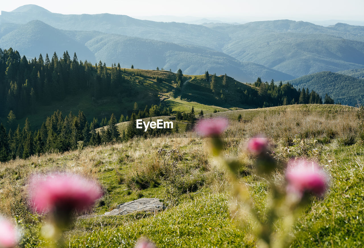 Scenic view of pink thistle flowers and mountains