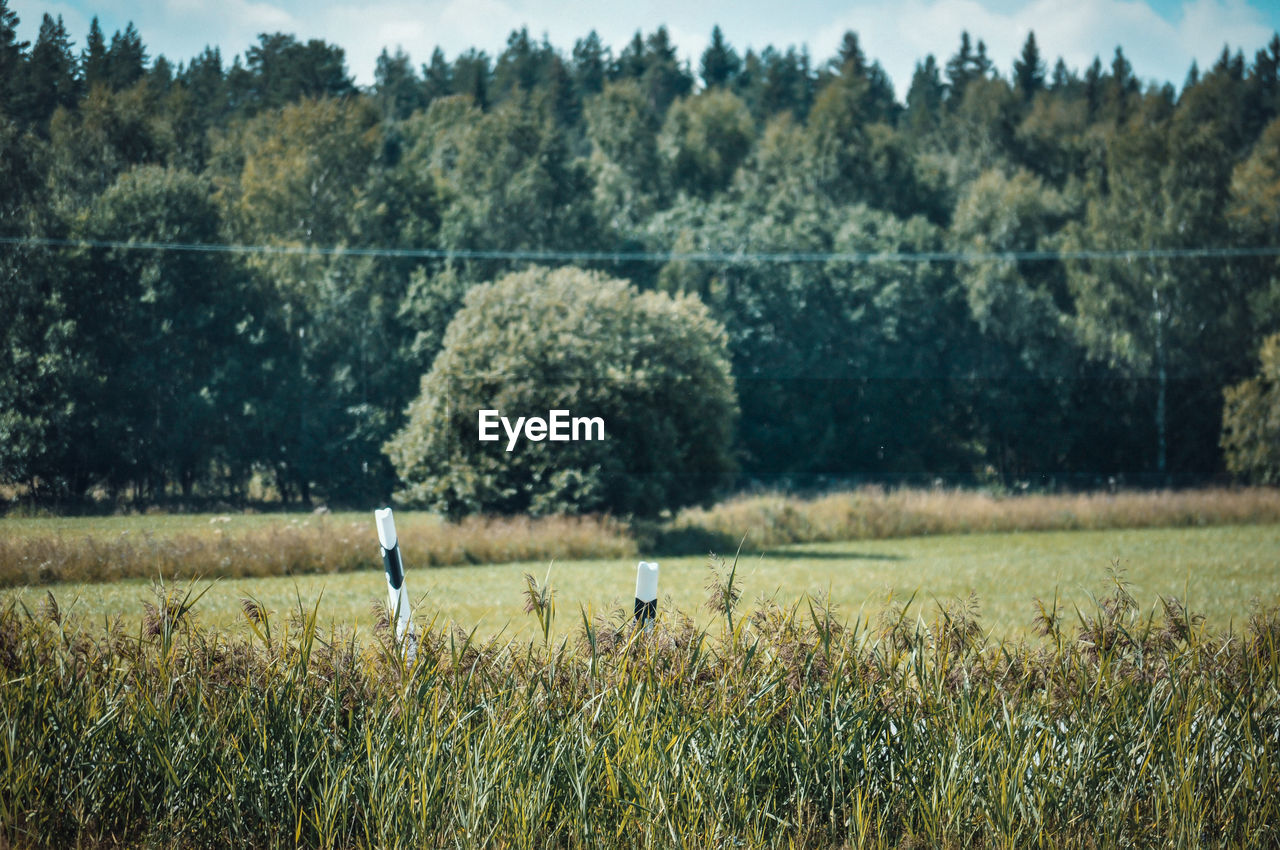 Scenic view of field against trees