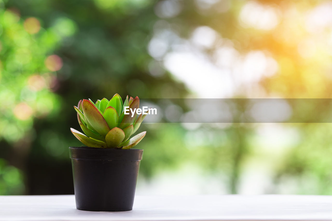 Close-up of potted plant on table