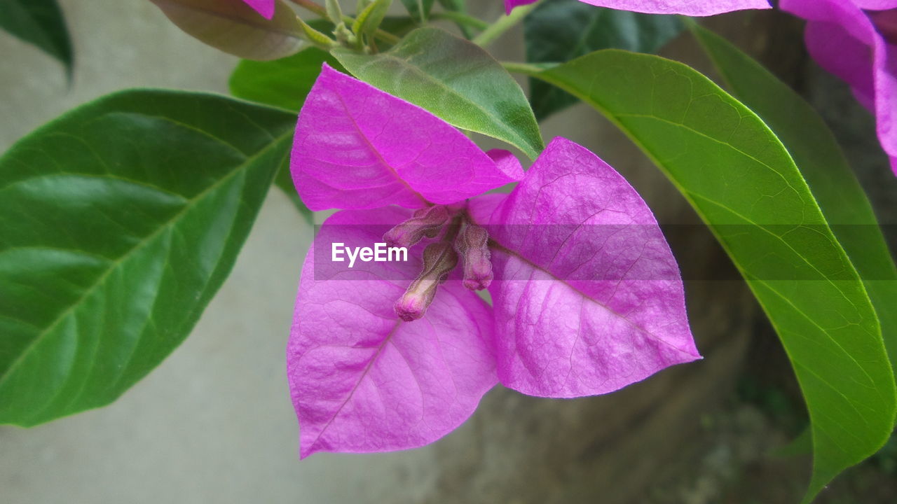 CLOSE-UP OF FRESH PINK FLOWER BLOOMING OUTDOORS