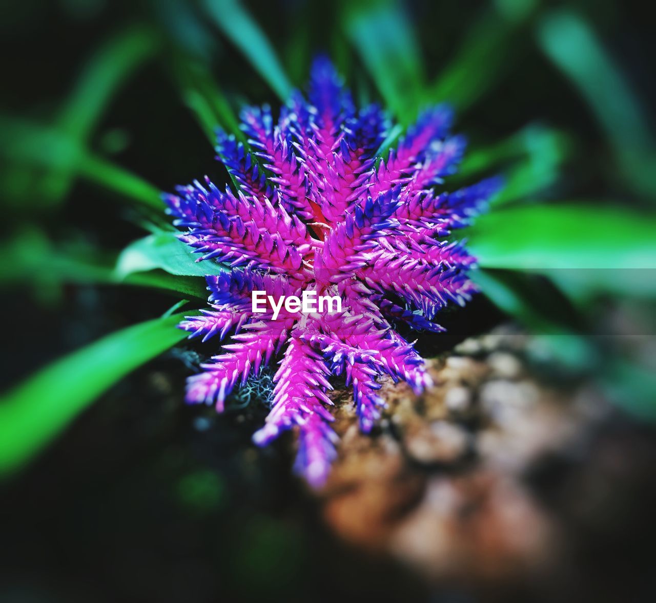 Close-up of purple flowers