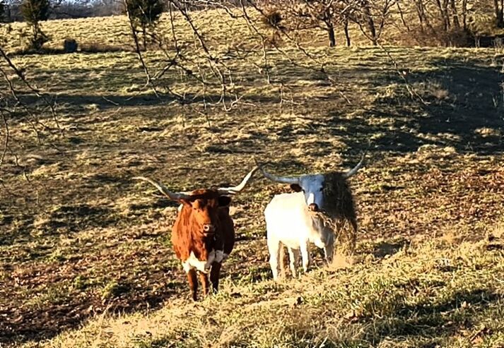 SHEEP GRAZING ON FIELD