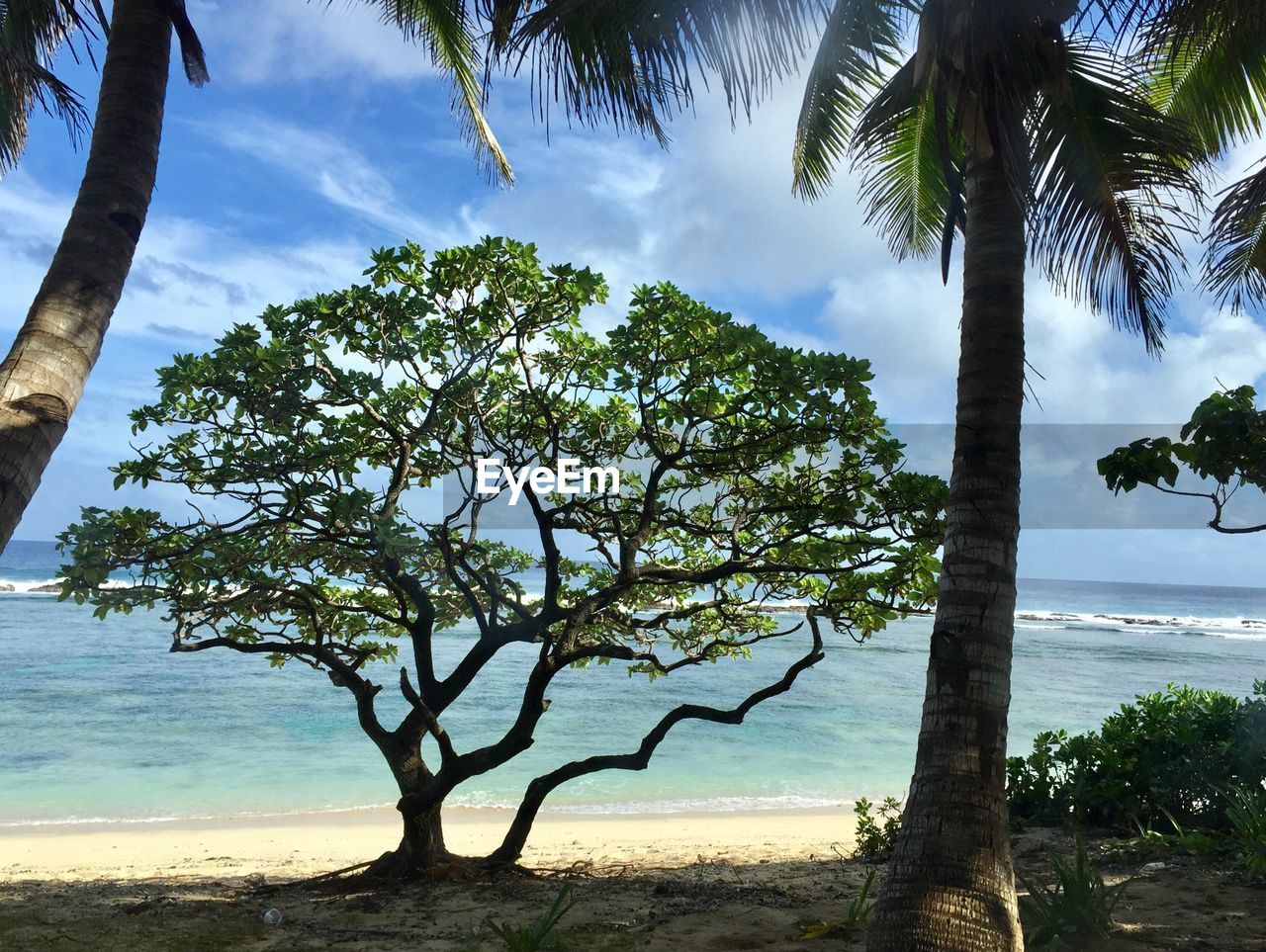 VIEW OF TREE ON BEACH