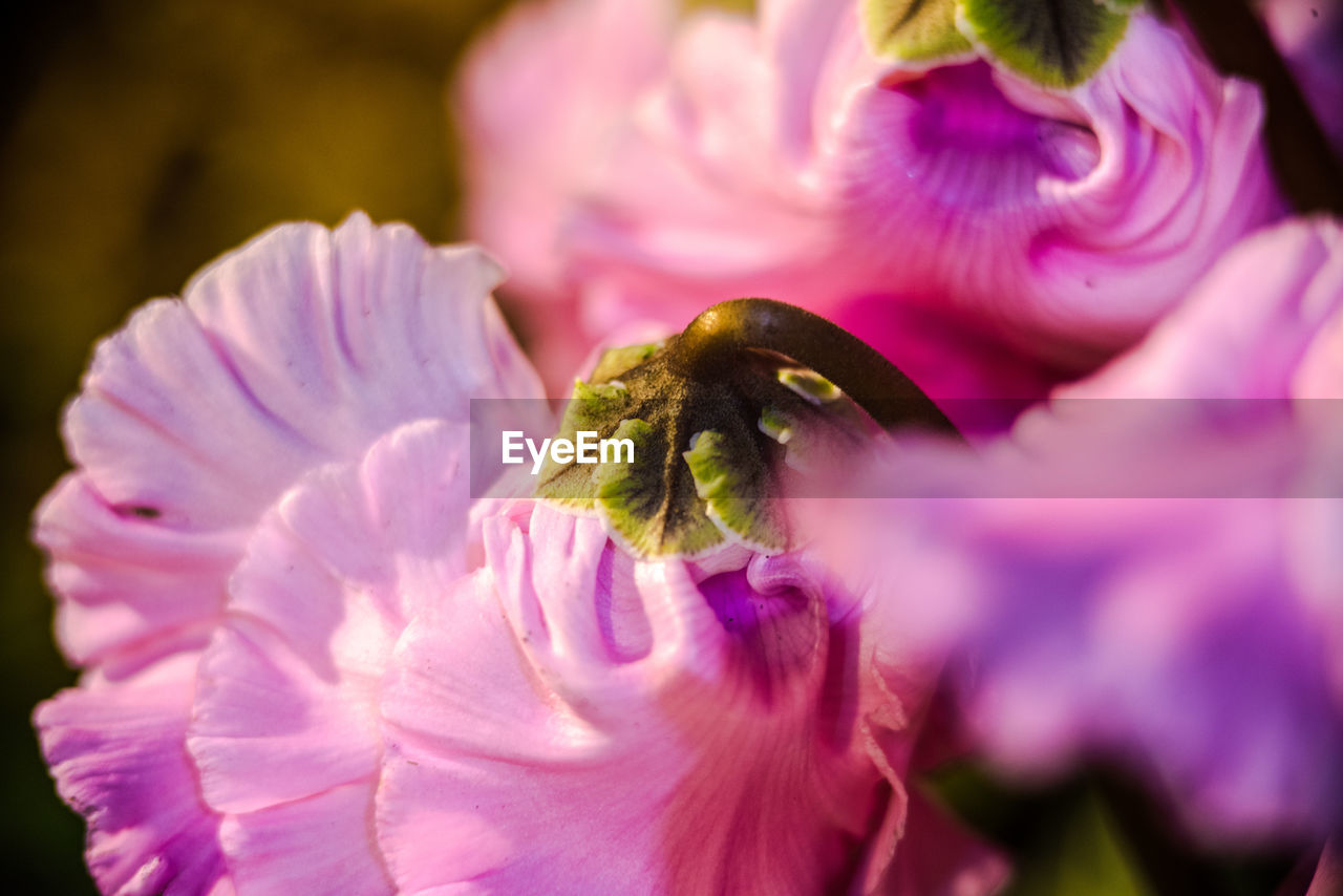 Close-up of pink cyclamens growing outdoors