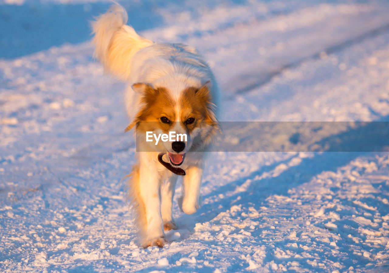 Portrait of dog running on snow field