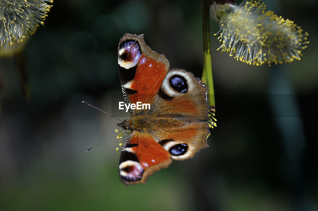 CLOSE-UP OF BUTTERFLY POLLINATING FLOWERS