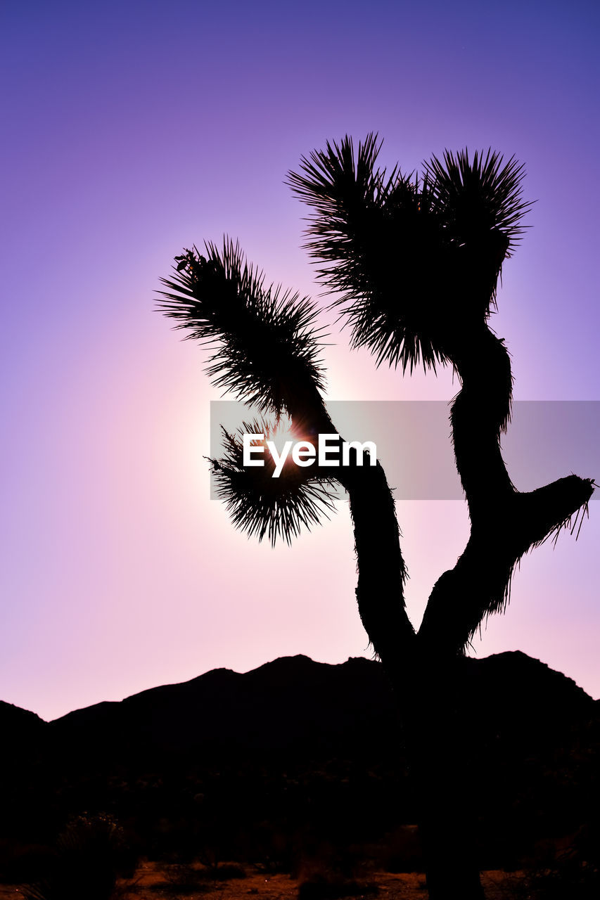 Low angle view of joshua tree against sky during sunset