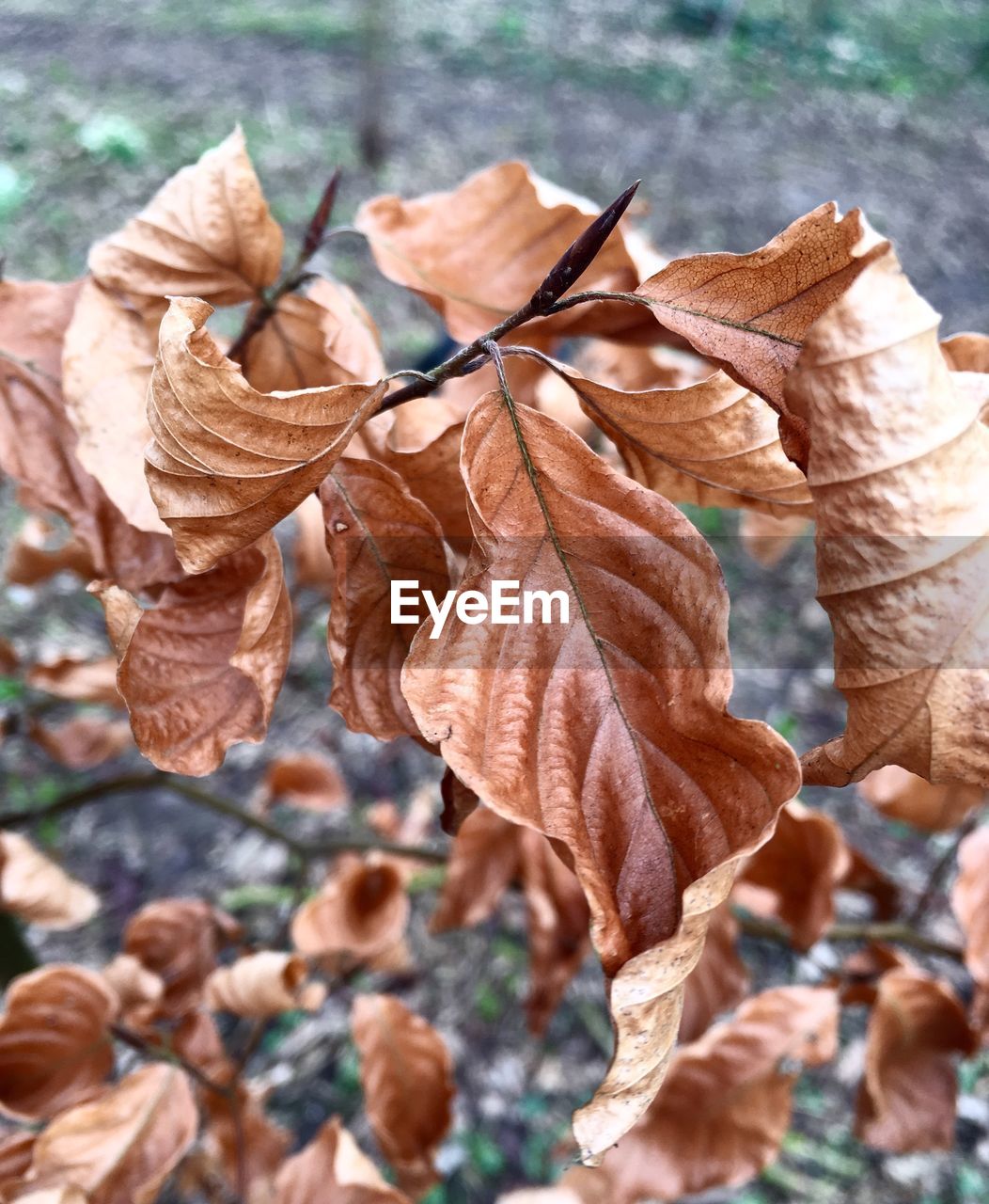 CLOSE-UP OF LEAVES