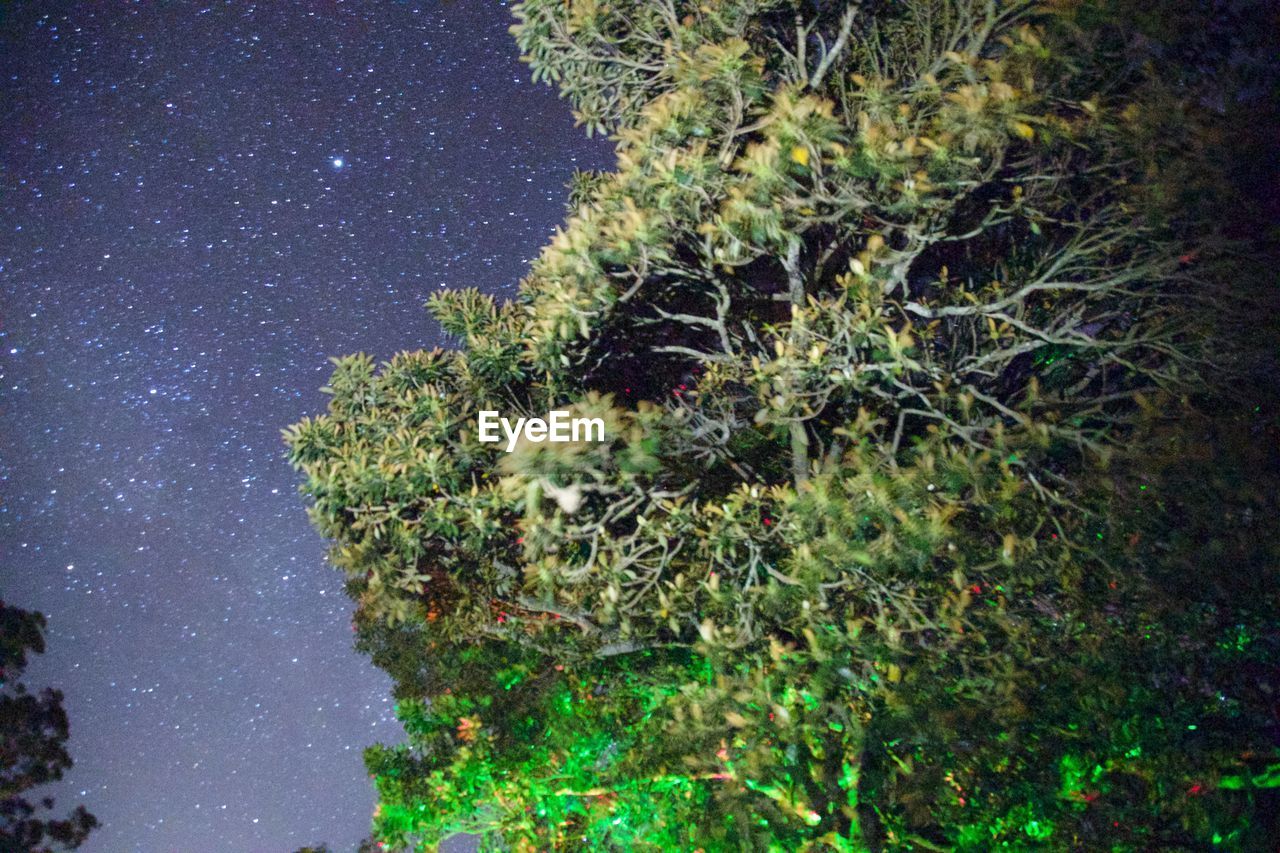 TREES AGAINST SKY