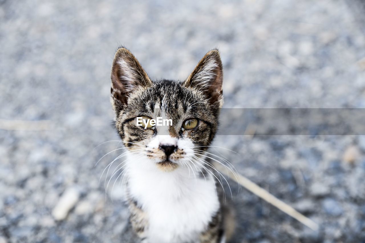 High angle portrait of cat against sky