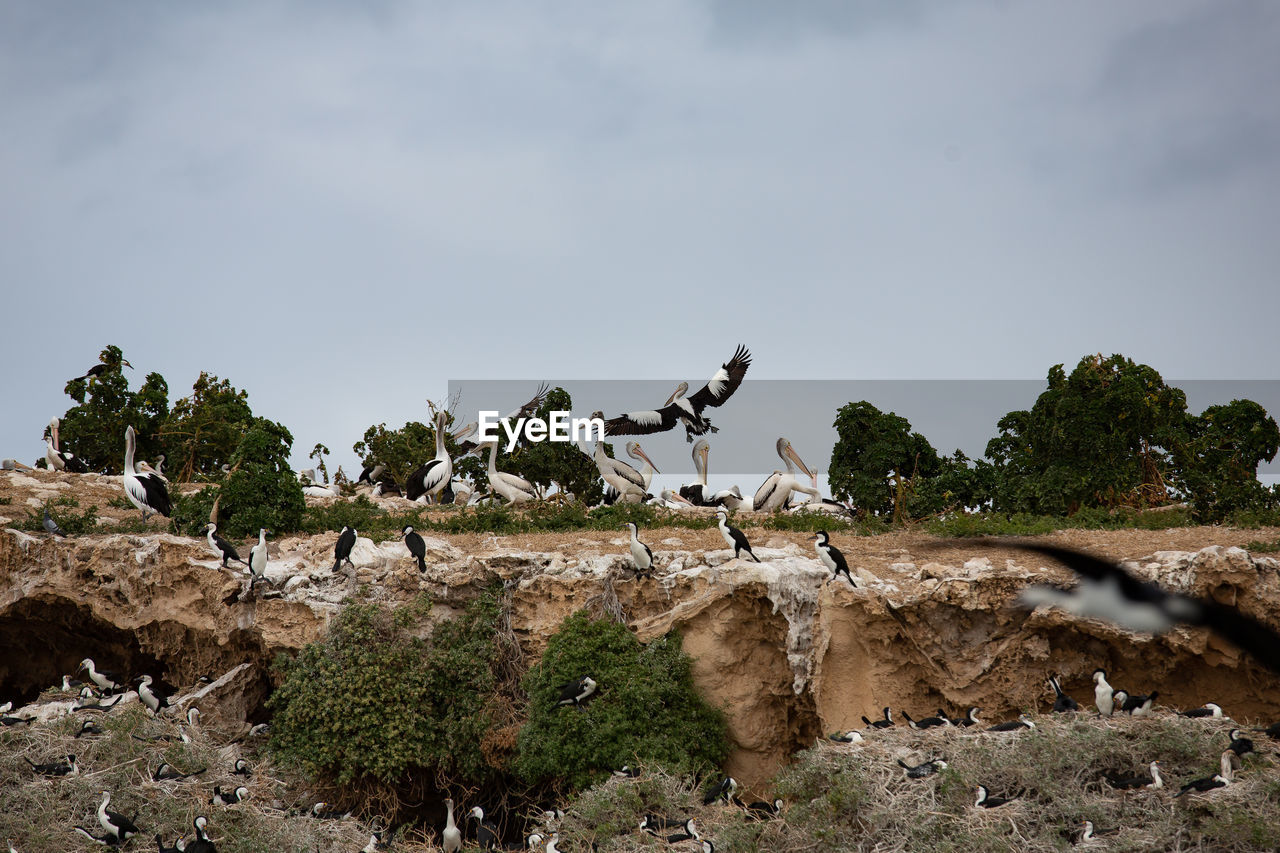 Flock of birds on field against sky