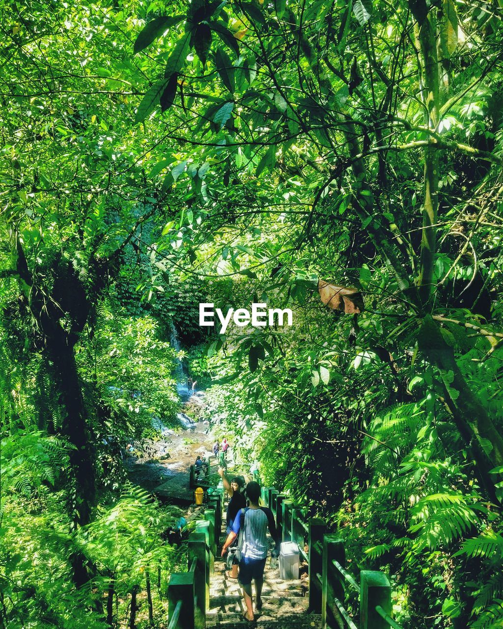 PEOPLE WALKING IN FOREST