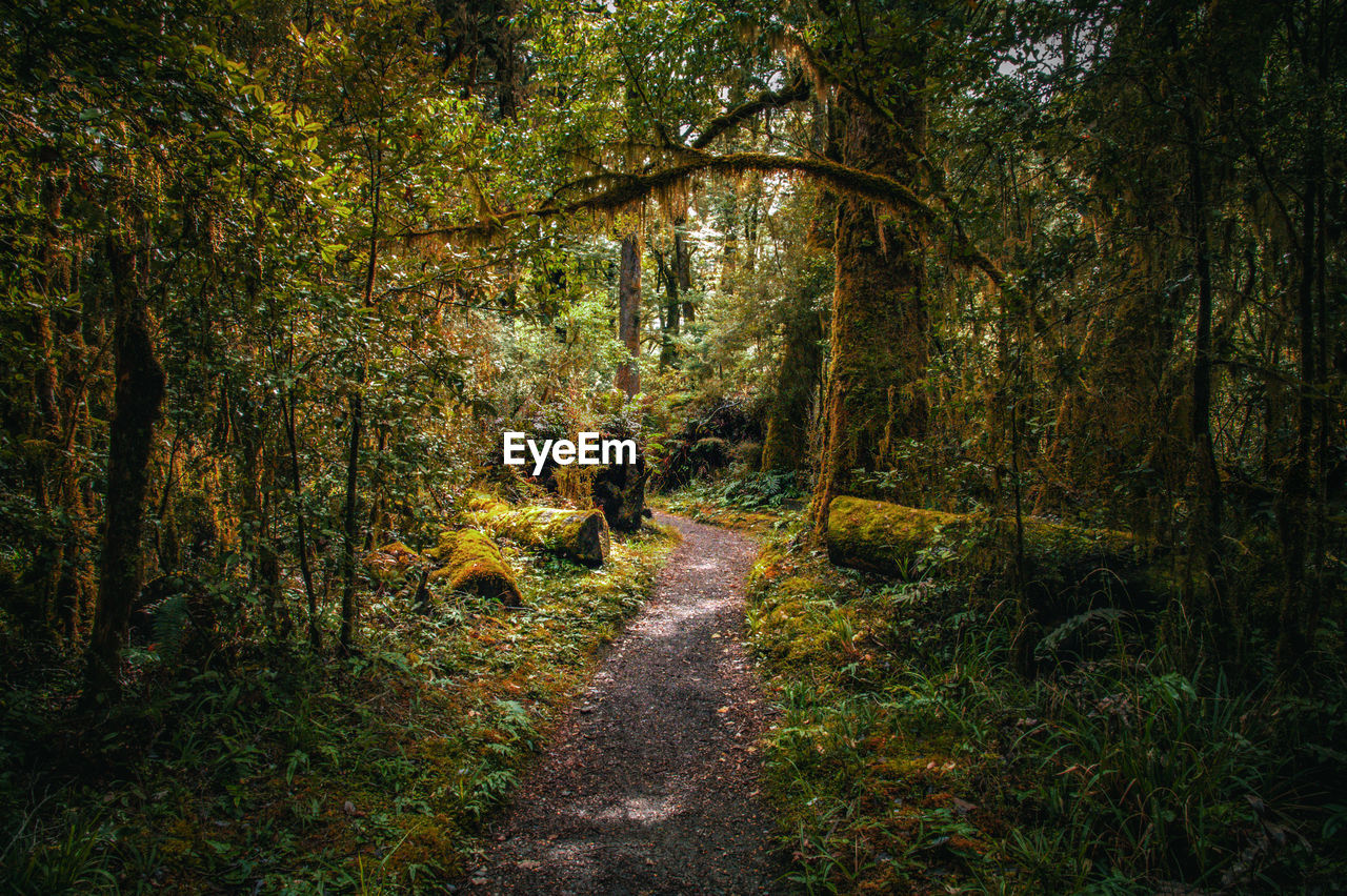 Milford track