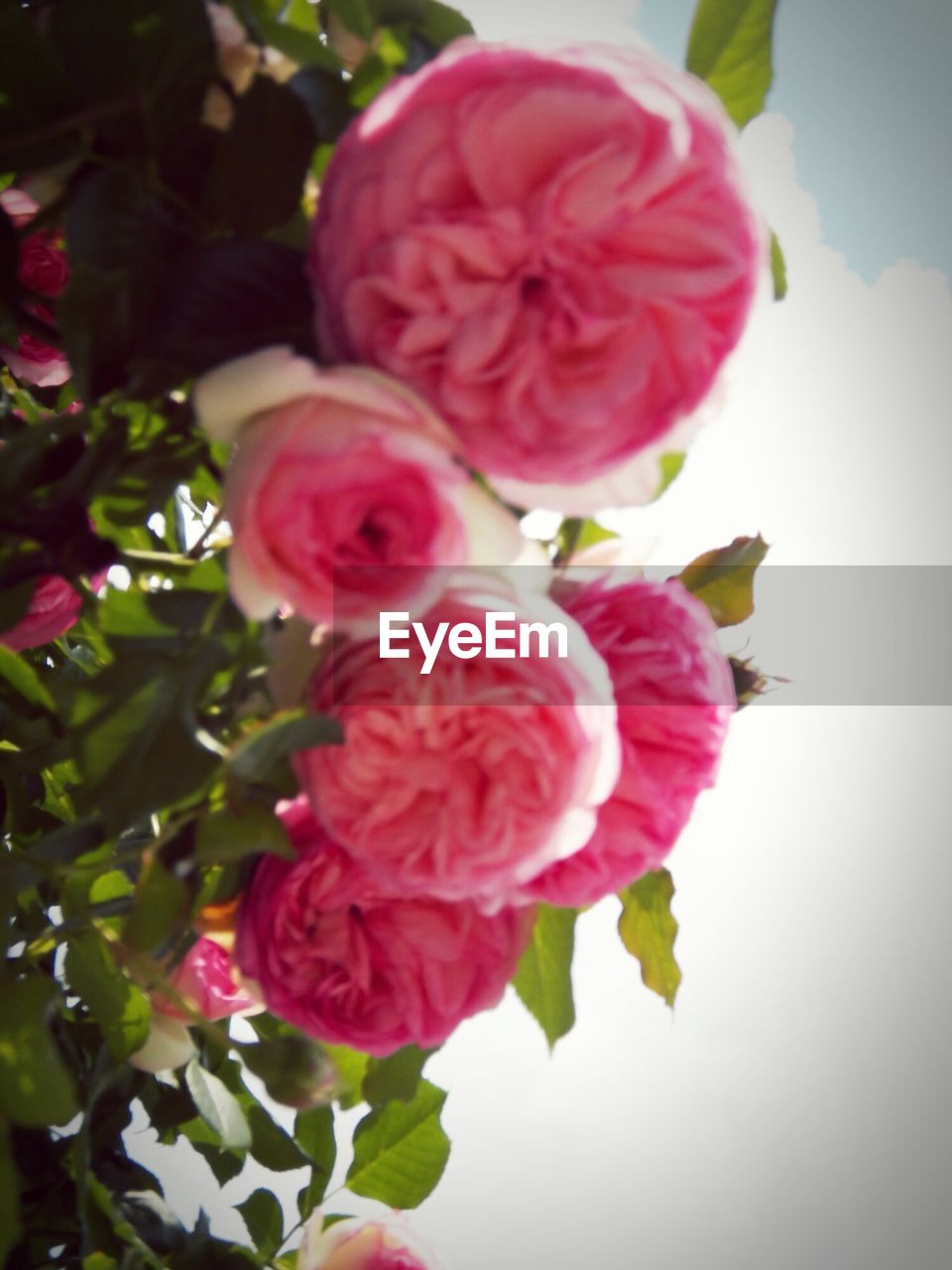 CLOSE-UP OF PINK ROSE FLOWER