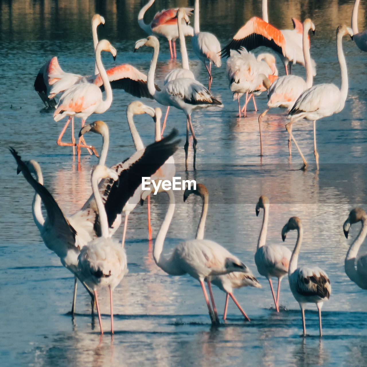 Flock of birds in lake