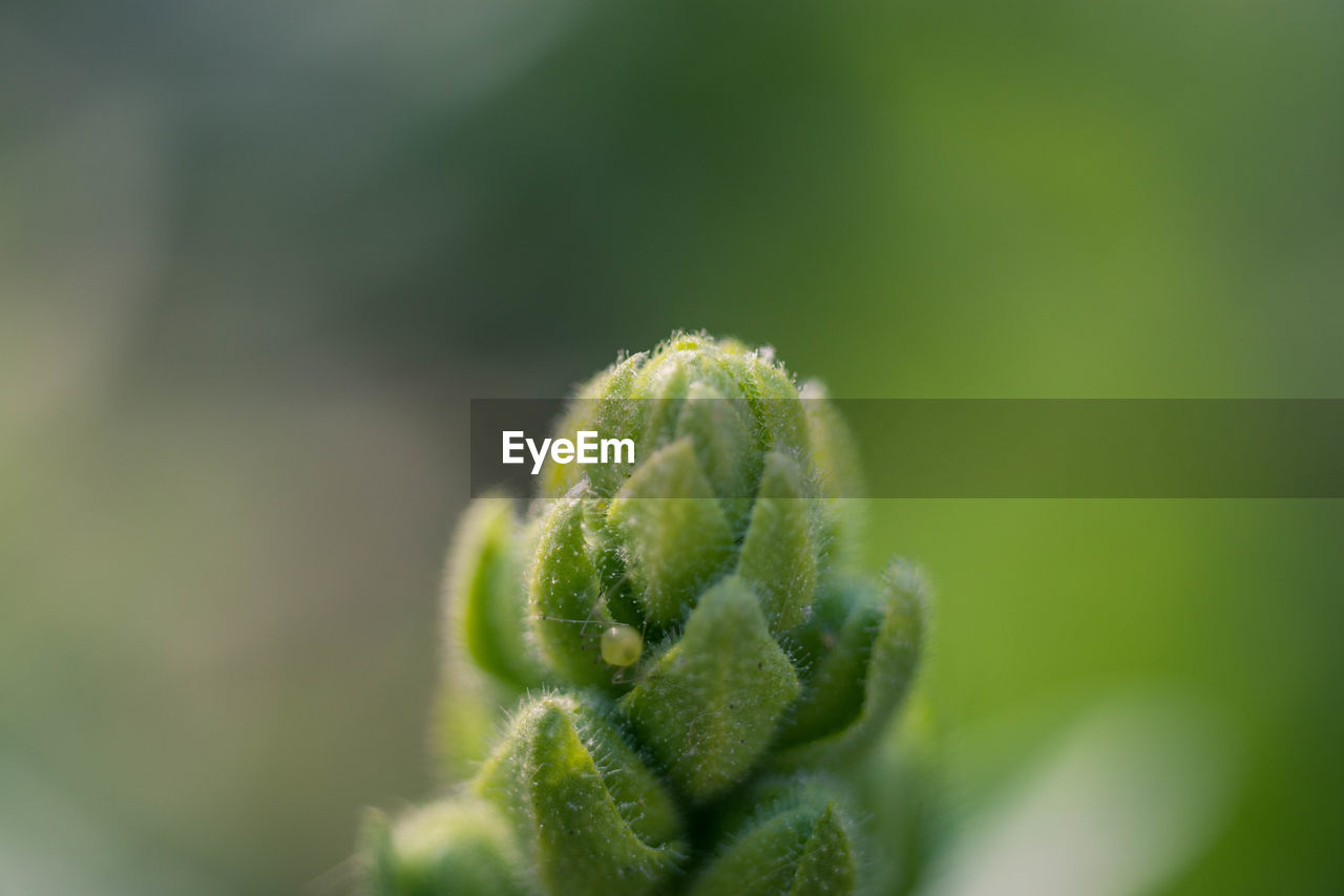 Close-up of bud