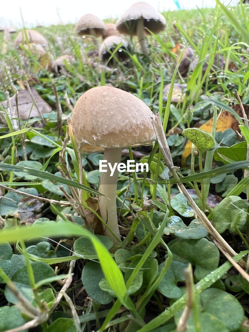 plant, growth, nature, leaf, plant part, food, green, vegetable, land, day, no people, food and drink, close-up, mushroom, tree, outdoors, field, beauty in nature, freshness, high angle view, fungus, grass, penny bun, flower, healthy eating