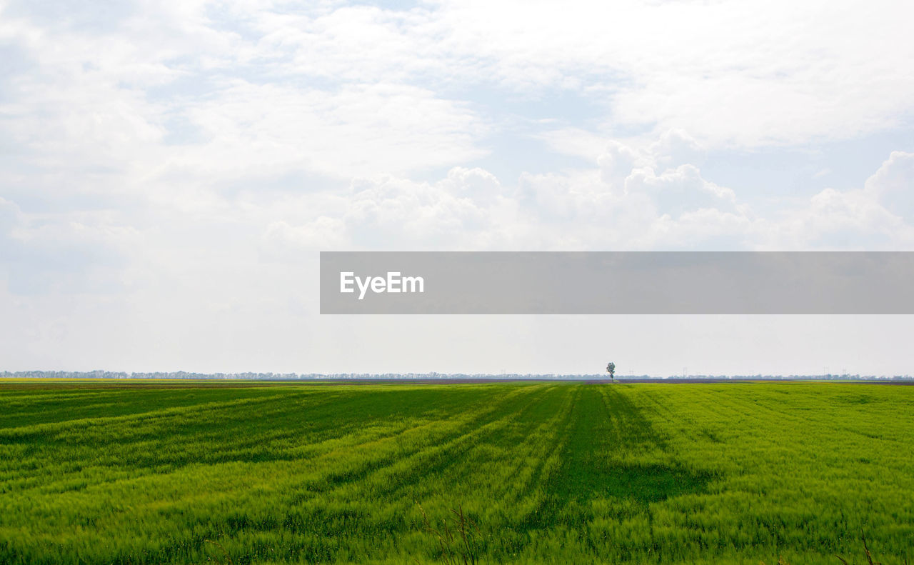 SCENIC VIEW OF AGRICULTURAL LANDSCAPE AGAINST SKY