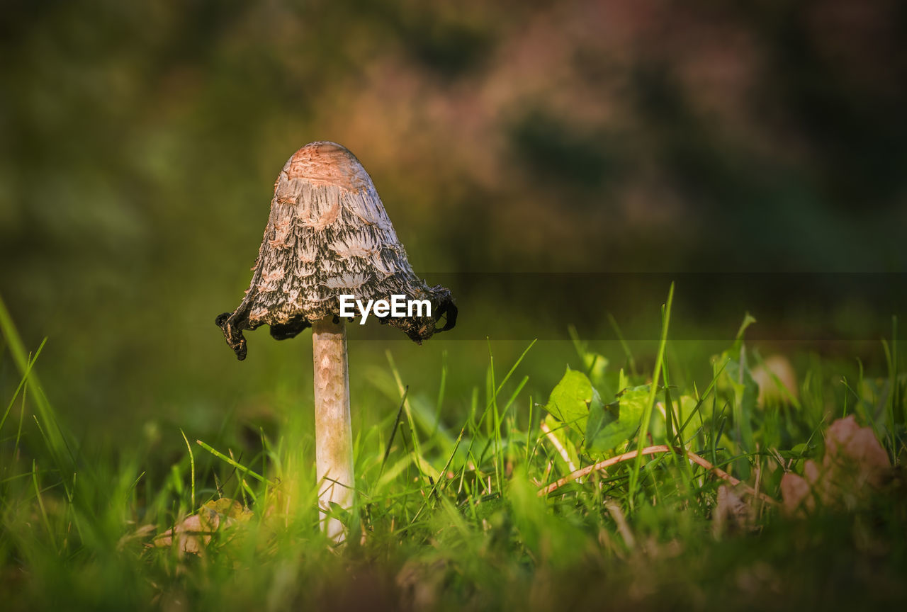 Close-up of mushroom growing on grassy field