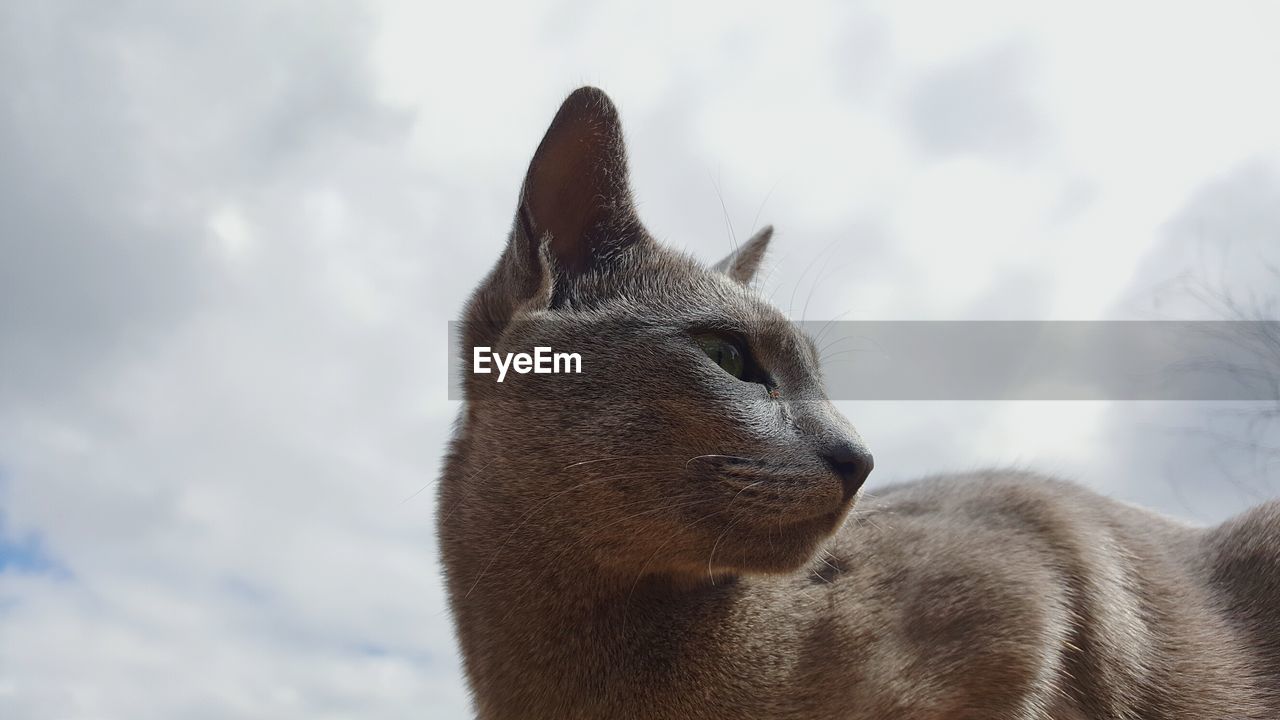 Close-up of a cat looking away