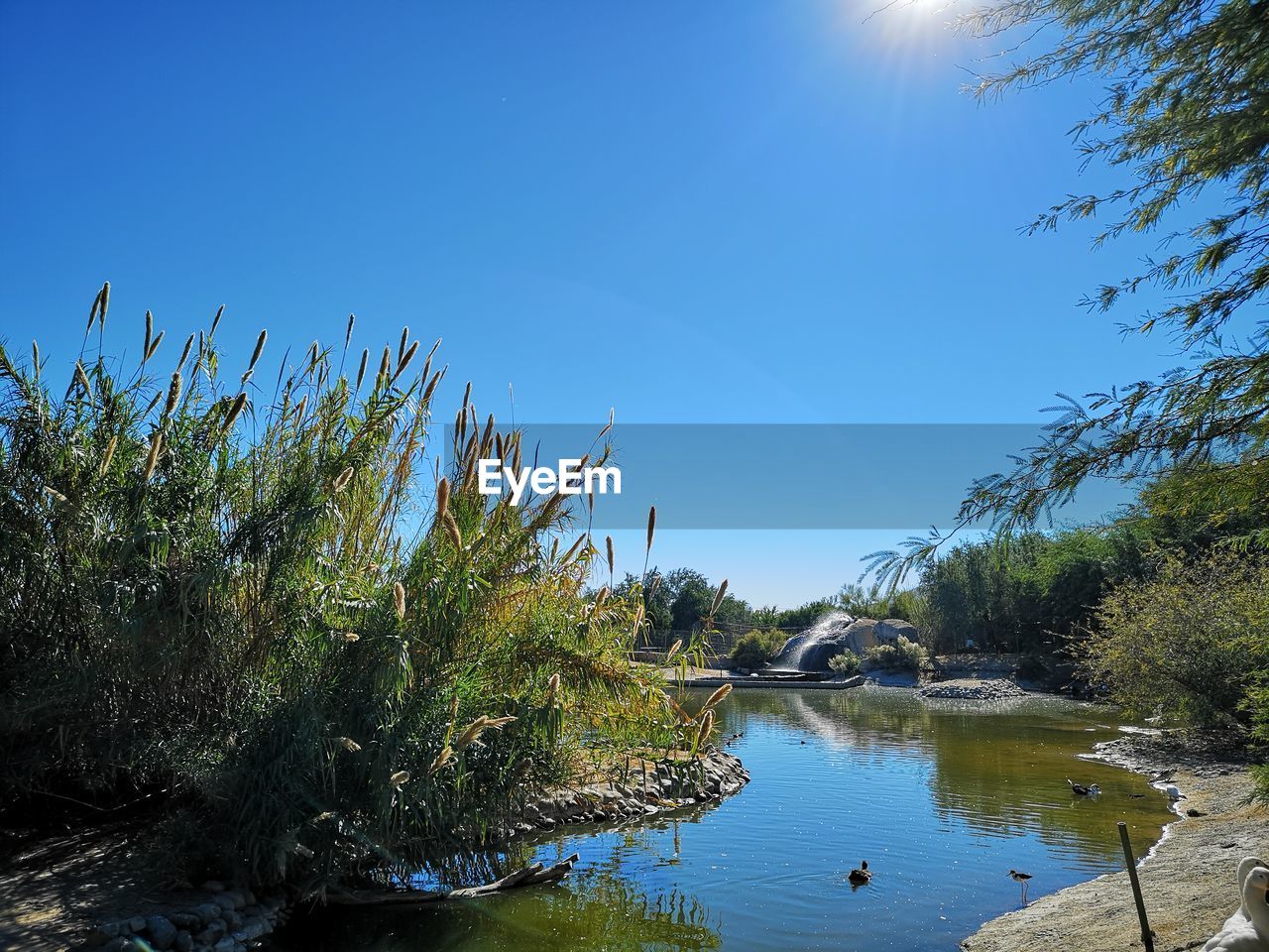 PLANTS BY LAKE AGAINST CLEAR BLUE SKY