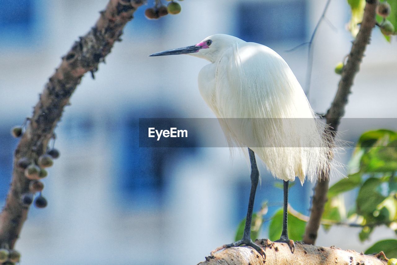 Close-up of white bird