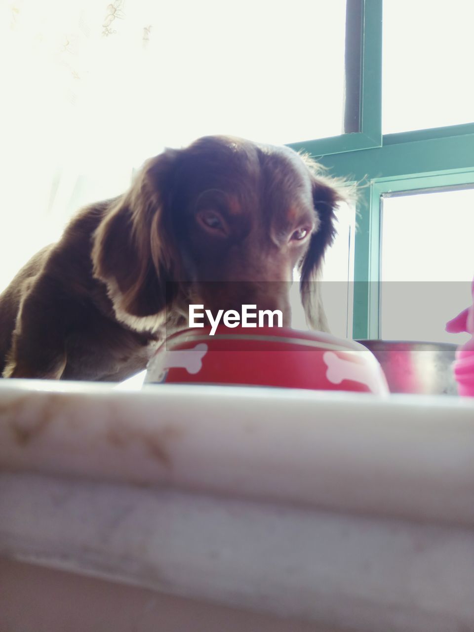 DOG LOOKING THROUGH WINDOW