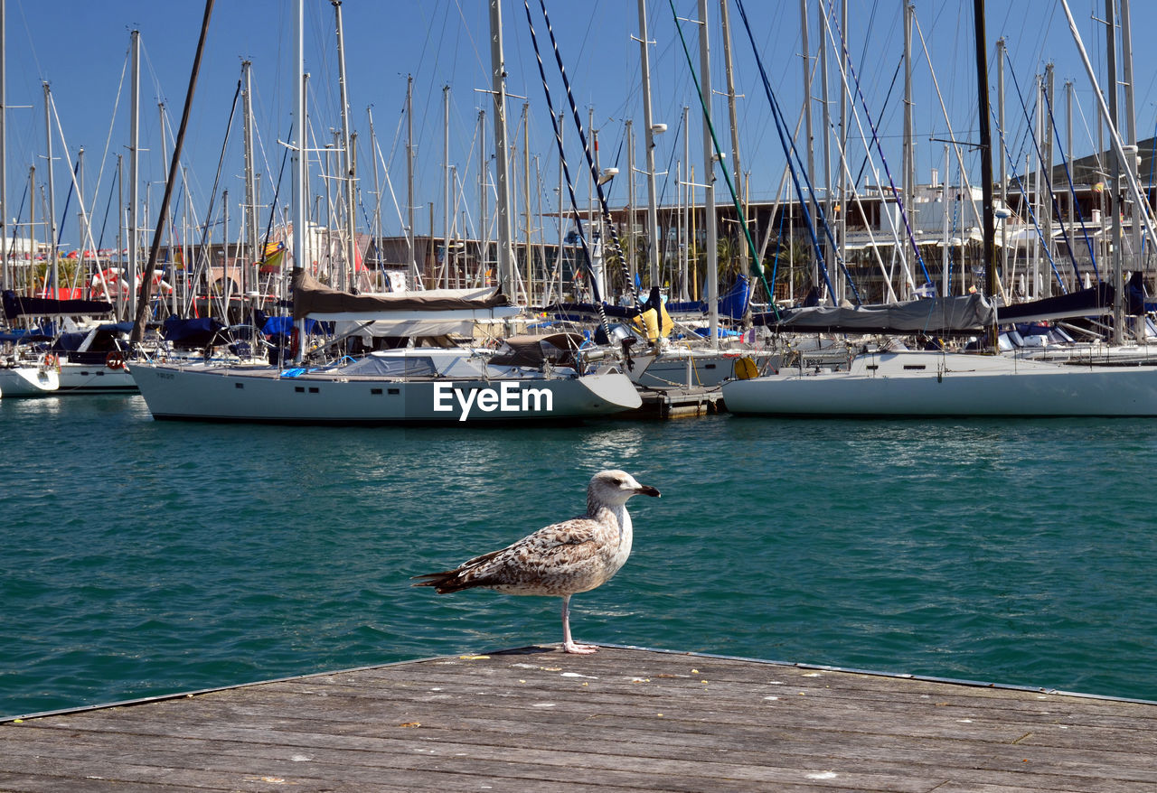 Seagull perching on pier at harbor