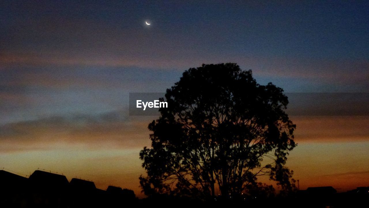 SILHOUETTE OF TREE AGAINST SKY AT NIGHT