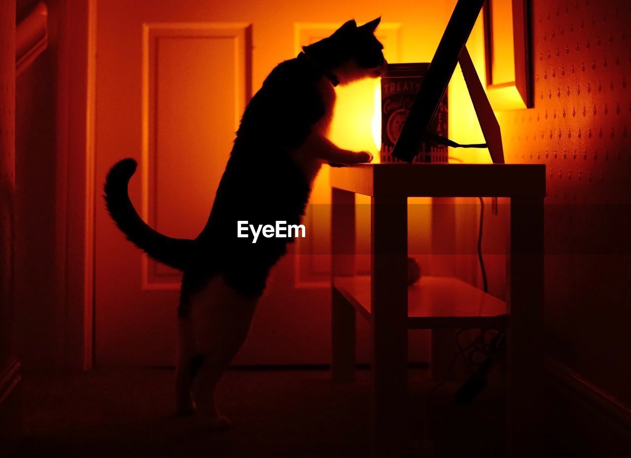 FULL LENGTH OF A SILHOUETTE CAT STANDING ON FLOOR