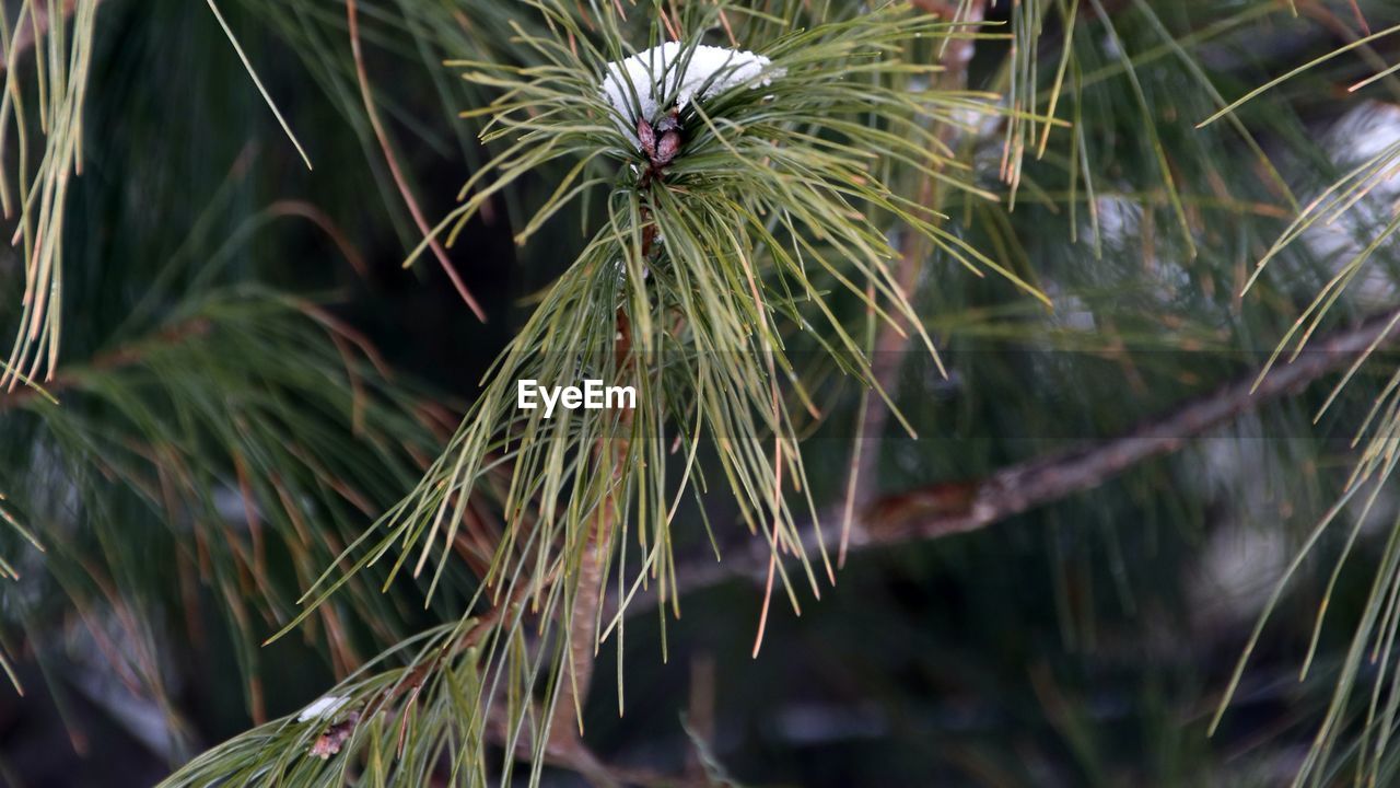 CLOSE-UP OF PINE TREE WITH FLOWERS