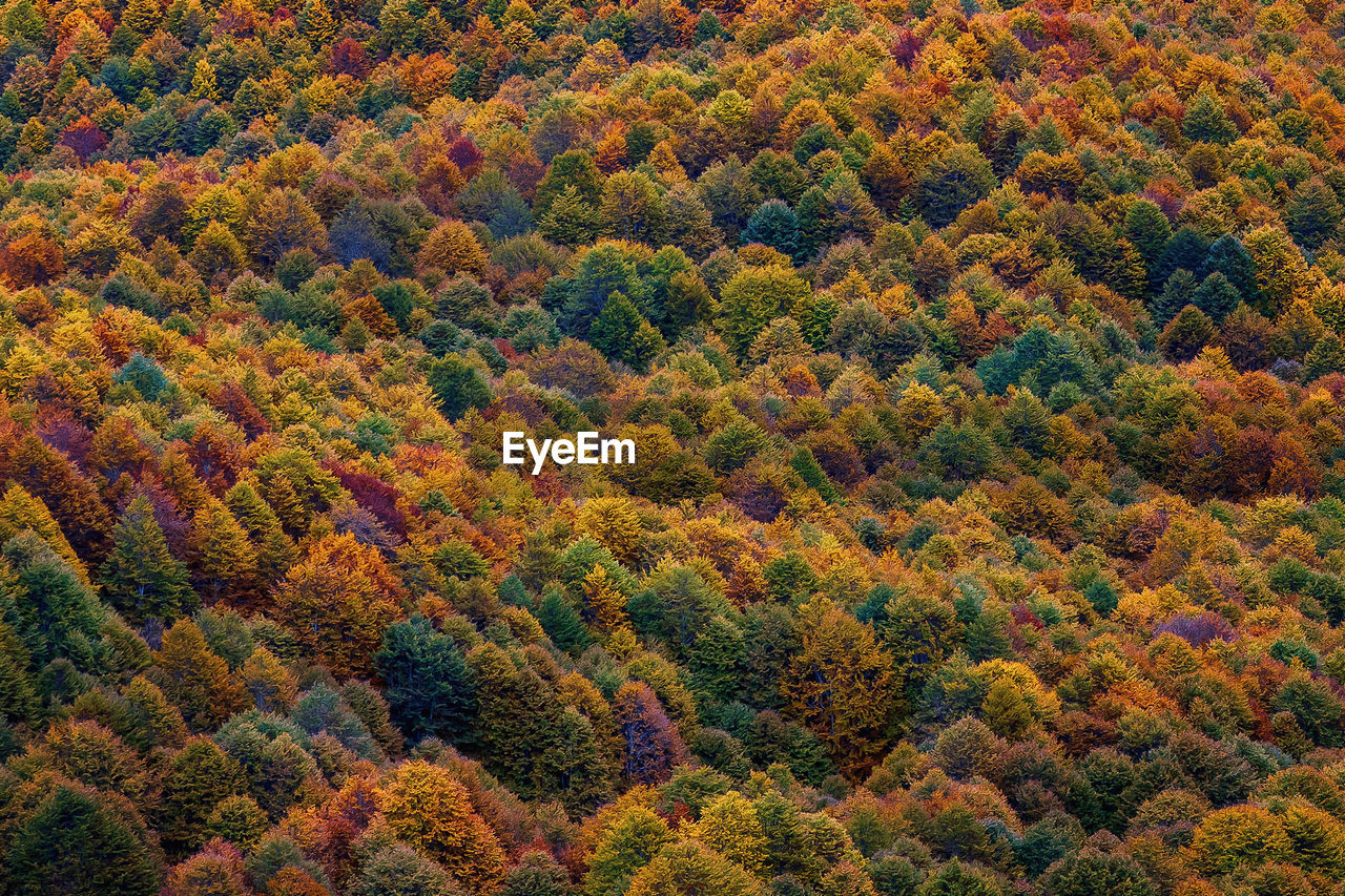 High angle view of trees in forest during autumn