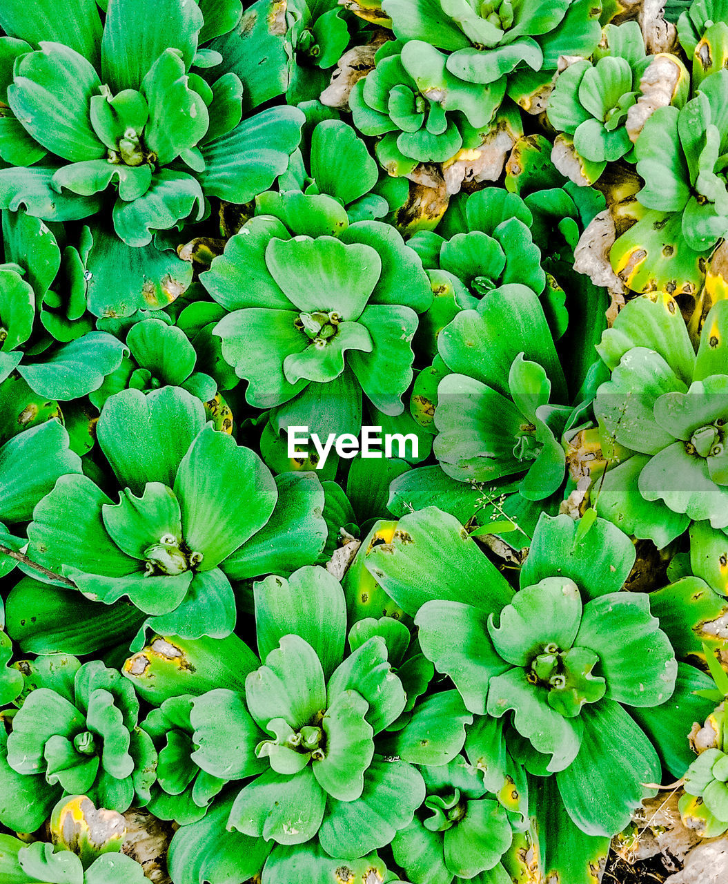 High angle view of green leaves on plant