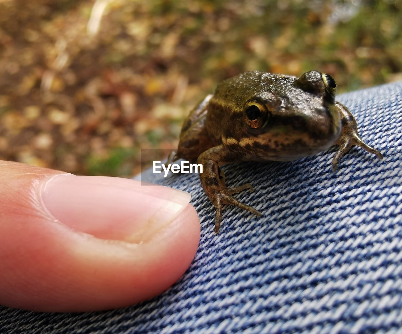 animal themes, animal, one animal, hand, animal wildlife, one person, reptile, finger, wildlife, close-up, frog, toad, macro photography, holding, amphibian, focus on foreground, animal body part, day, lizard, nature, outdoors, true frog